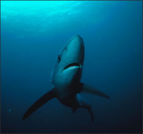 20110307-NOAA blue Shark_100.jpg